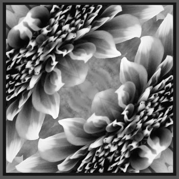 Black & White Dahlia Scarf   Design by Gail Russell