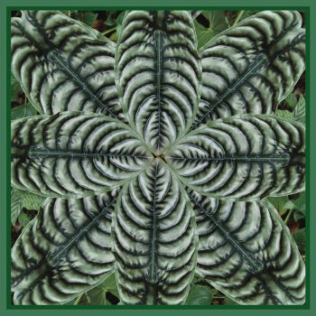 Silver Elephant Ear Scarf   Design by Gail Russell