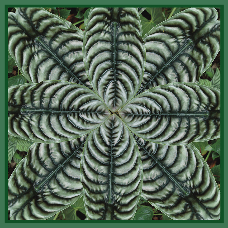 Silver Elephant Ear Scarf <br/> Design by Gail Russell